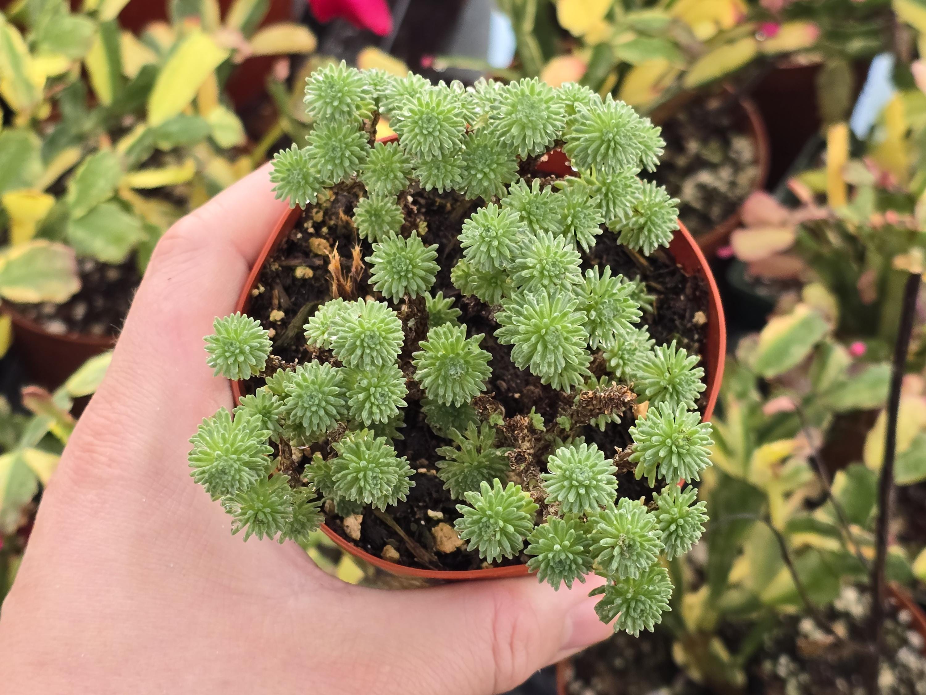 Mini Joshua Tree Succulent 4" Inch Pot - Sedum Multiseps - Rare