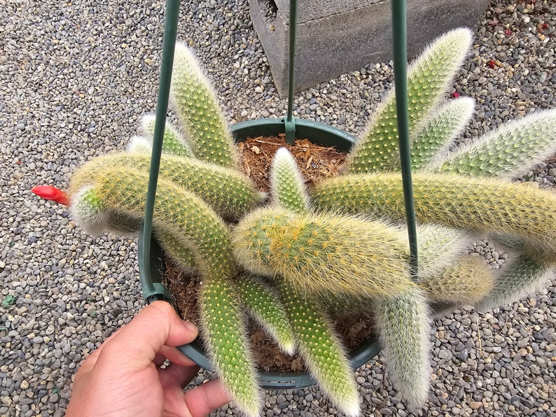Monkey tail