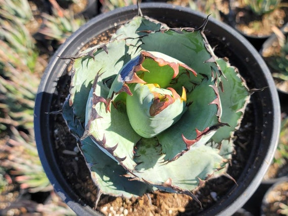 agave titanota あのfo no2 ×2 The Agave titanota cv 阿部 ABE | Botanical Archive | Buy Now