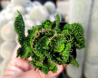 Crested Euphorbia Flanaganii 2" - Full Cup