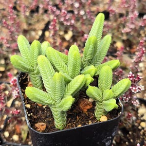 May include: A close-up of a green succulent plant in a black pot. The plant has a unique, textured appearance with stacked, leaf-like structures. The background is blurred with small, red and pink flowers.