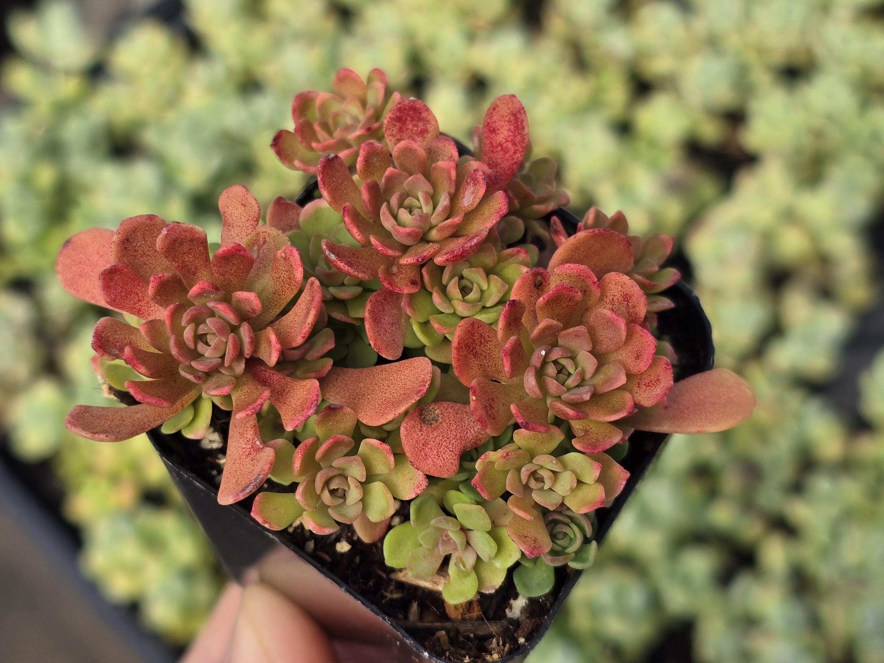 831Succulents - Etsy