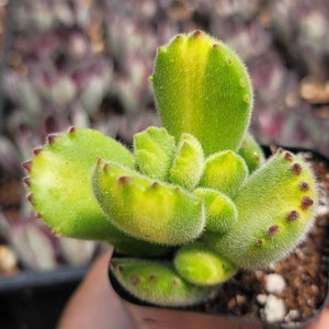 May include: A small green succulent plant with fuzzy leaves and red edges. The plant is in a black pot with brown soil.