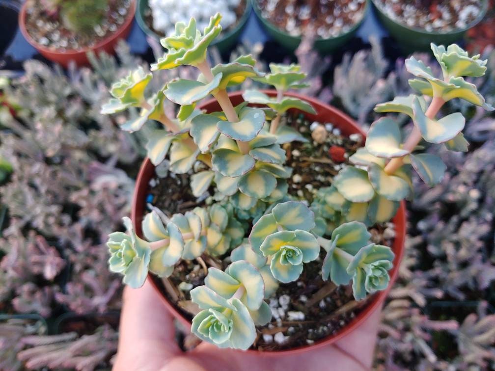 Sedum Sieboldii Variegata- Variegated Succulent 4" - Etsy
