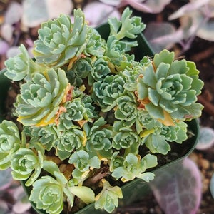 Sedum Pachyclados 2 image 4