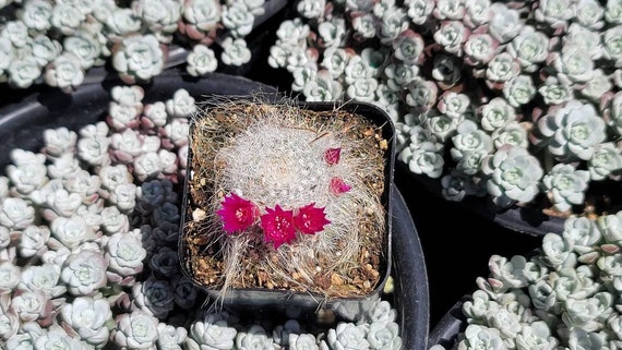 Mammillaria Hahniana 'old Lady' Cactus - 2" Inch Pots - Etsy