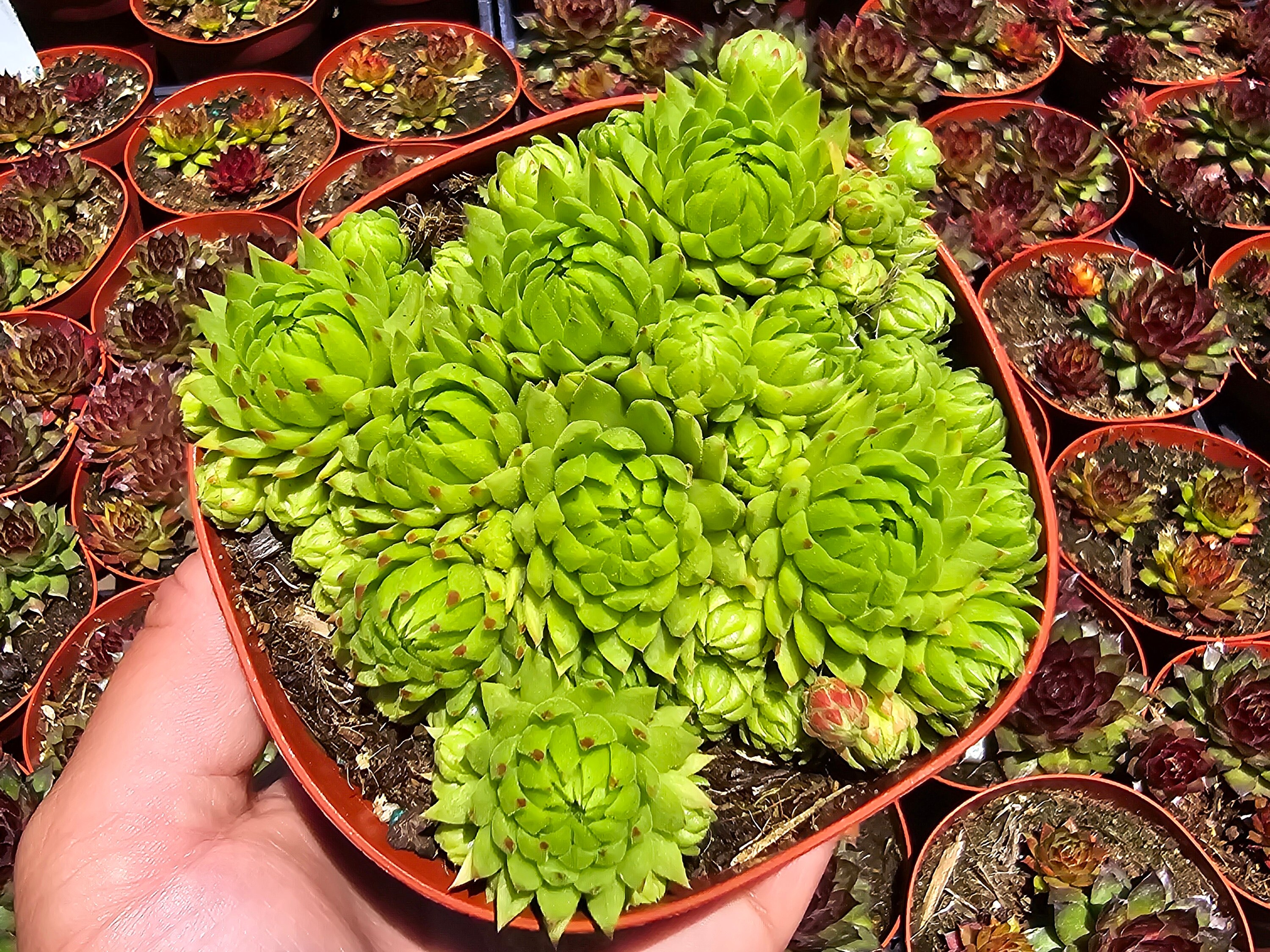 Sempervivum Jovibarba Allionii Cluster - 4