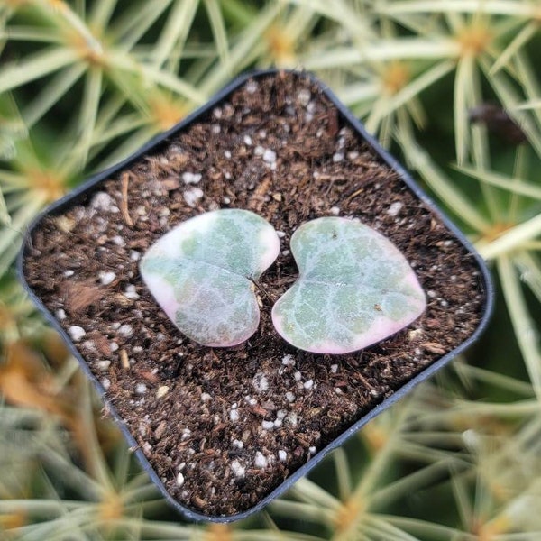 Variegated String of Hearts - Ceropegia Woodii Variegata - Cutting - Not Rooted