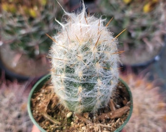 Old Man Of The Andes Cactus 4" - Oreocereus Trollii - Rare