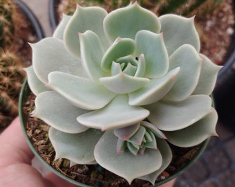 4" Echeveria Lola