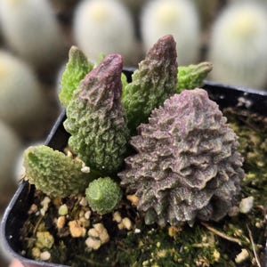 Adromishus Marianae F. Herrei Maceta de 2" pulgadas