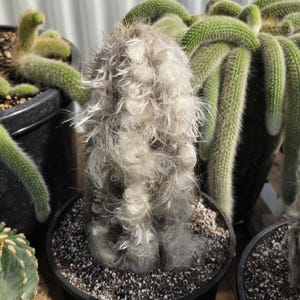 Pilocereus Leucocephalus - Hairy Cactus - 12 Inches Tall - Cutting