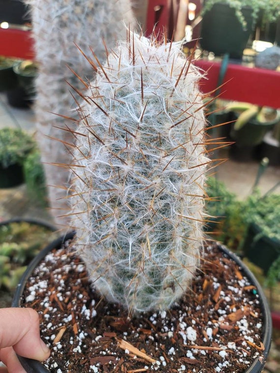 Old Man Cactus - Oreocereus Trollii - 2 Gallon Size - Large 9