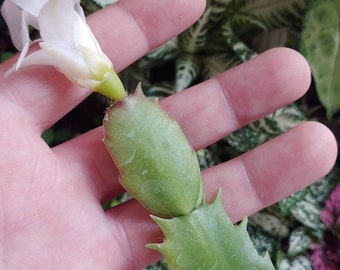 Christmas Cactus Cutting- Produces White Flower