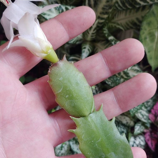 Christmas Cactus Cutting- Produces White Flower