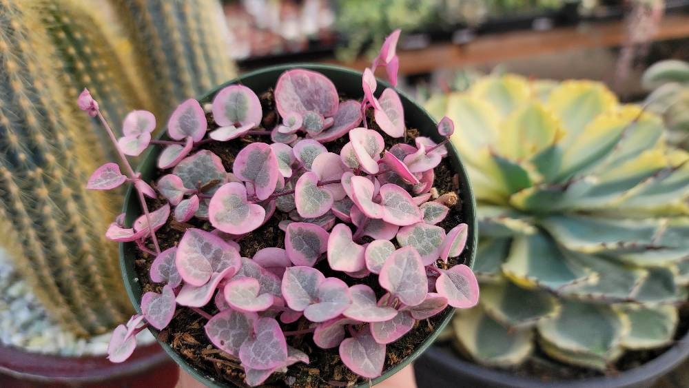euphorbia mammillaris variegata Buy Euphorbia mammillaris 'Variegata'