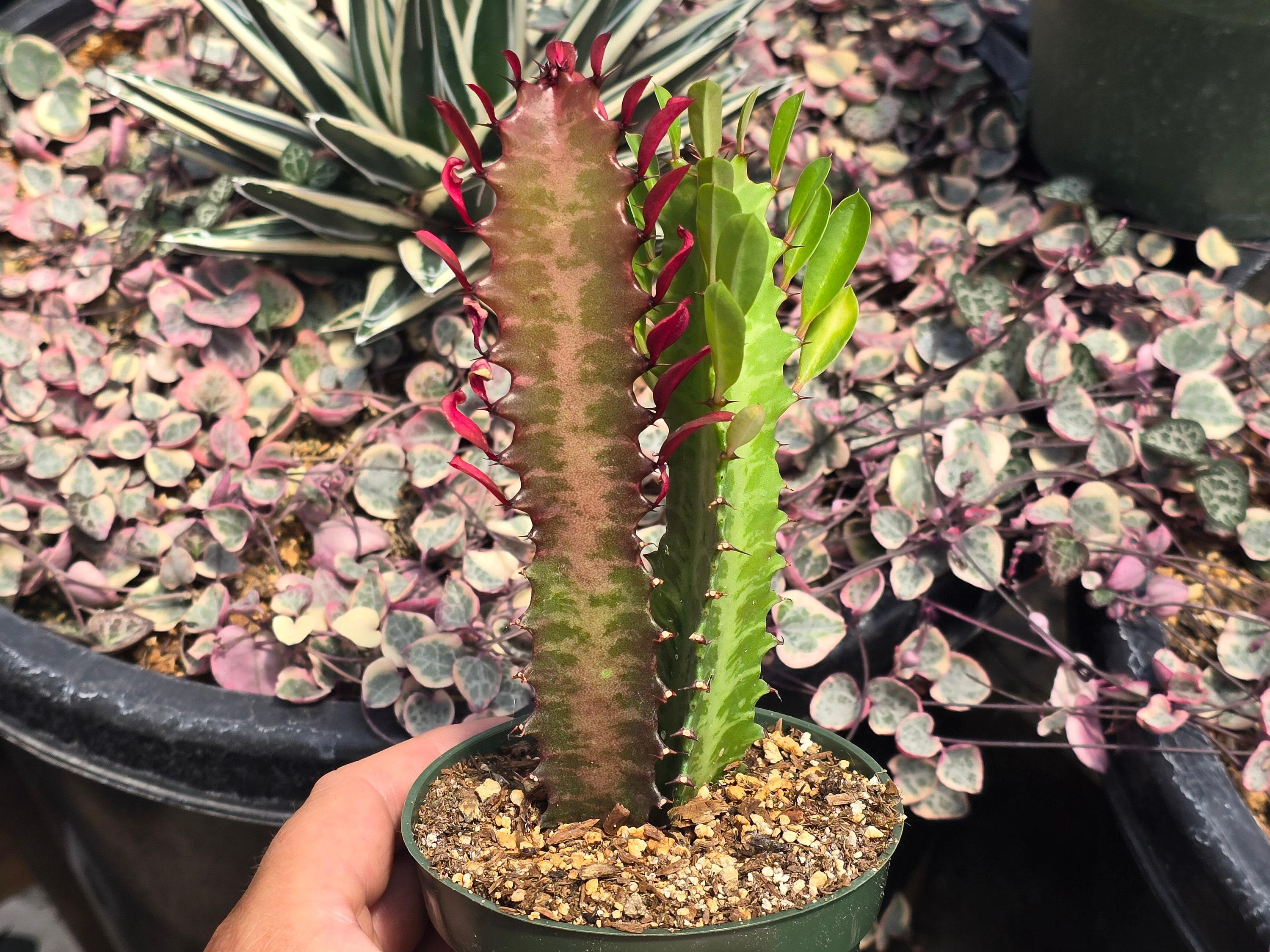 Succulent Euphorbia 'Trigona Rubra', image size:3000x2250