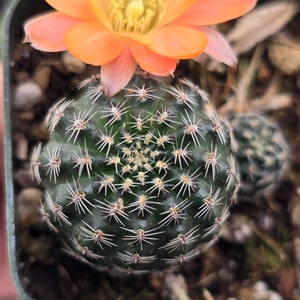 Rebutia Melon Color Flower - 2" Inch Pot