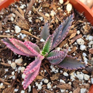 Kalanchoe Pink Butterfly- Rare- Pink Mother of Thousands- 4"