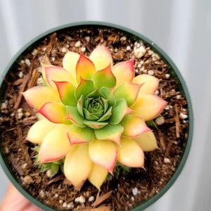 Sempervivum 'Gold Nugget' - 4" Inch Pot