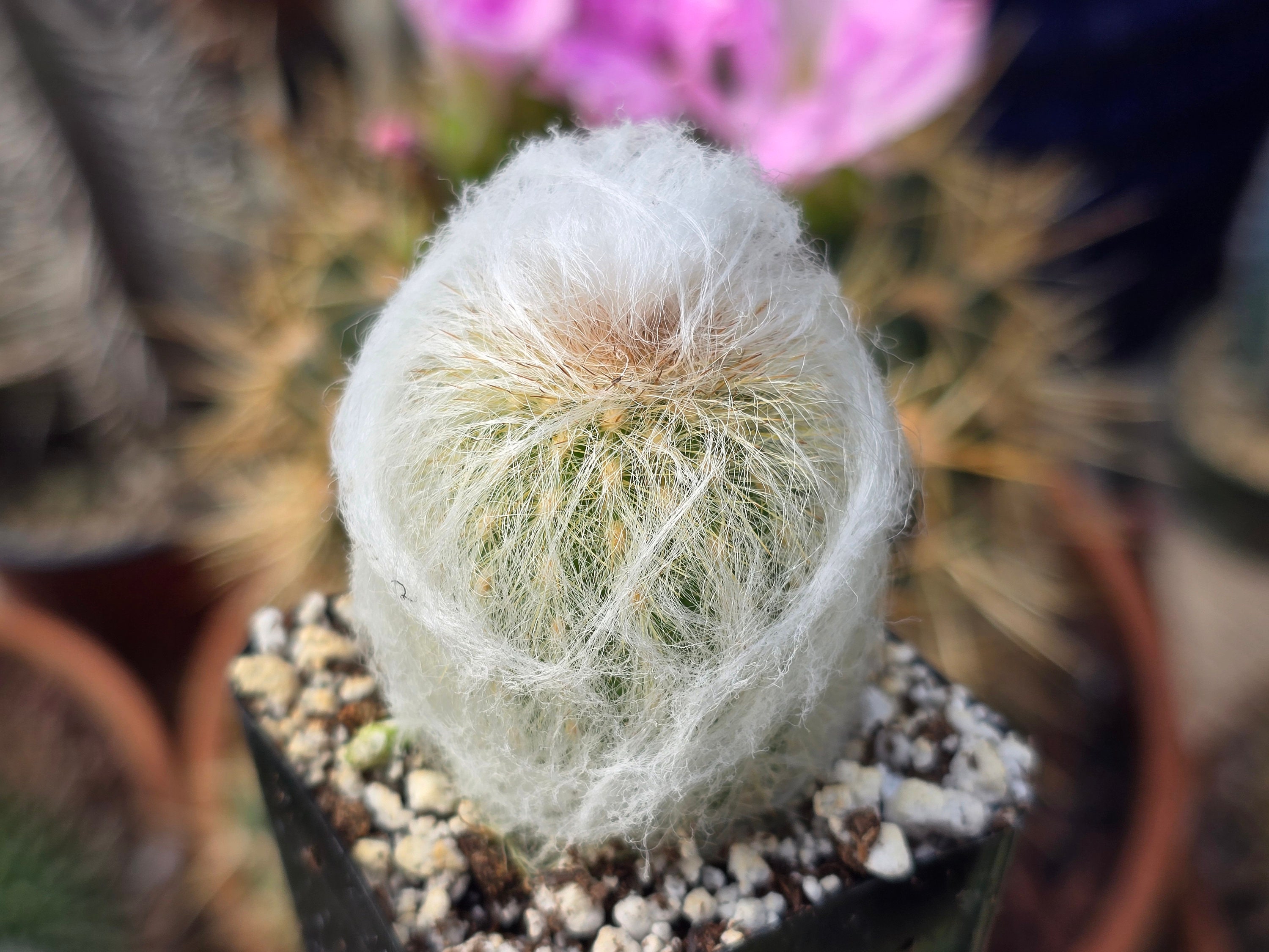 Peruvian Old Lady Cactus 2" Inch Pot - Etsy
