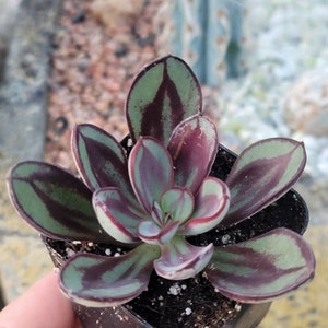 May include: A succulent plant with dark green and burgundy leaves in a small black pot. The leaves have a striped pattern.