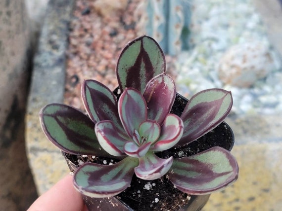 Echeveria Nodulosa 'painted Lady' - 2" - Etsy Israel