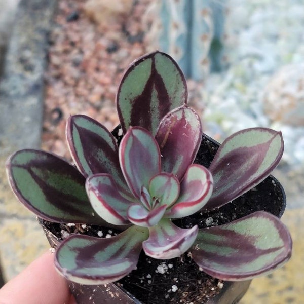 Echeveria Nodulosa 'Painted Lady' - 2"