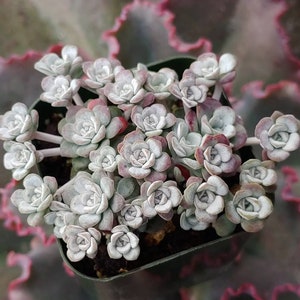 Sedum Spathulifolia Cape Blanco 2 po. - Résistant au gel