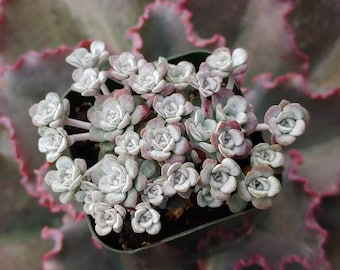 Sedum Spathulifolia Cape Blanco 2"- Frost Hardy - Not Common