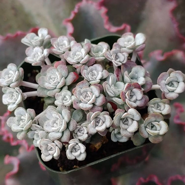 Sedum Spathulifolia Cape Blanco 2"- Frost Hardy - Not Common