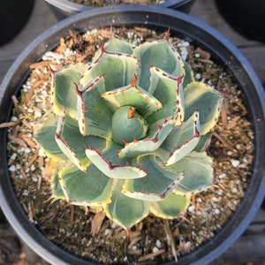 May include: A close-up of a green and white succulent plant with red spines growing in a black pot. The plant has a rosette shape and is surrounded by brown mulch.