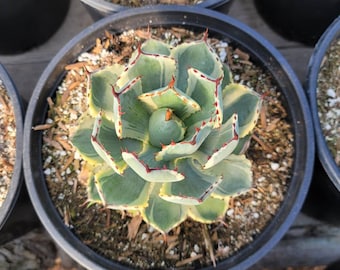 Agave Potatorium 'Desert Diamond' - 2 Gallon