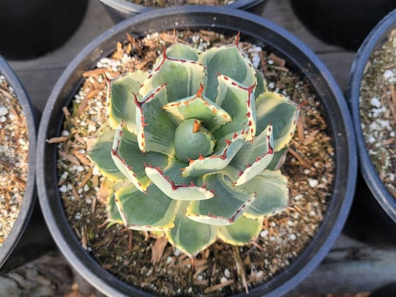 Agave Potatorium 'desert Diamond' - 2 Gallon - Etsy