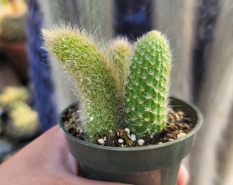 Monkey Tail Cactus - 3" Inch Pot - Tripple Plant