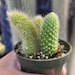 see more listings in the Monkey Tail Cactus  section