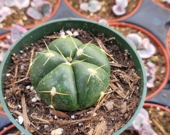 Gymnocalycium Horstii 4" - Not Common