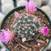 see more listings in the Cactus  section