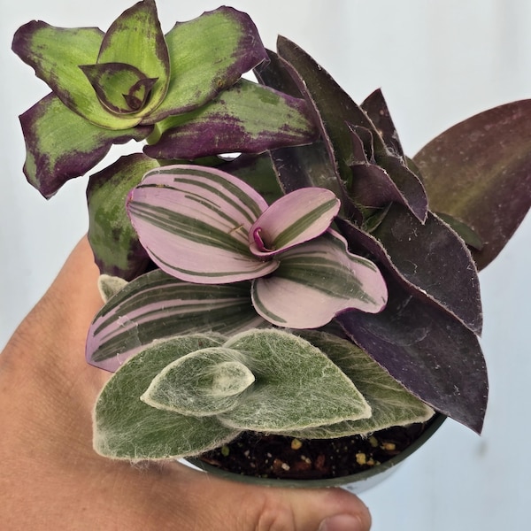 Tradescantia's Combination - 4" Inch Pot - 4x Plants