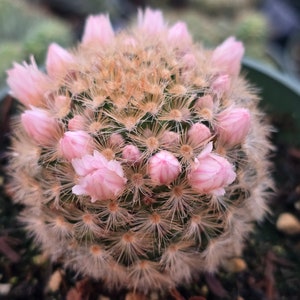 Mammillaria Carmenae 4" Inch Pot