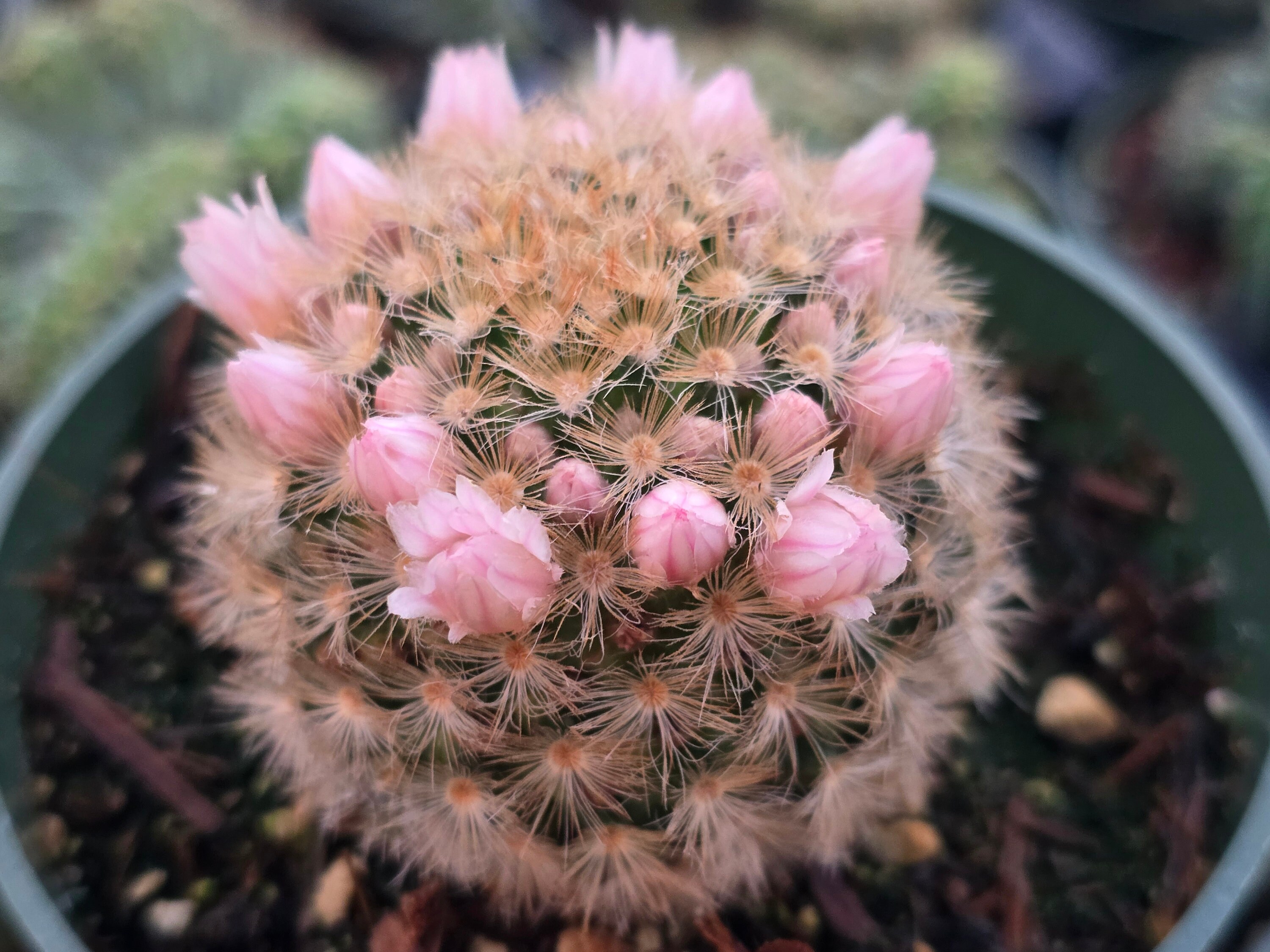 Mammillaria Carmenae 4" Inch Pot - Etsy