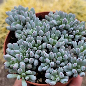 Blue Beans - Graptopetalum Pachyphyllum - 4&quot; Inch Full Pot
