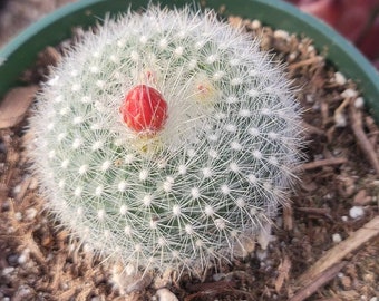 Cactus 4" - "Parodia Haselbergii " Orange/Red Bloom Color