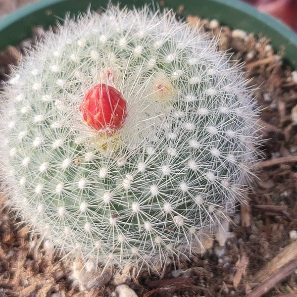 Cactus 4" - "Parodia Haselbergii " Orange/Red Bloom Color