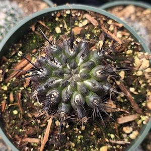 May include: A close-up of a small, dark green cactus with long, black spines growing in a brown pot. The cactus is surrounded by brown mulch.
