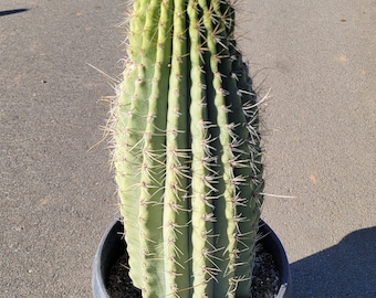 Trichocereus Terschekii- Exact One In Picture - 17" Inches Tall - 7" Inch Diamiter