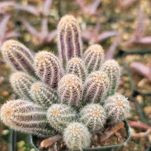 May include: A cluster of small cactus plants with white spines and purple stems. The cactus plants are growing in a small pot.