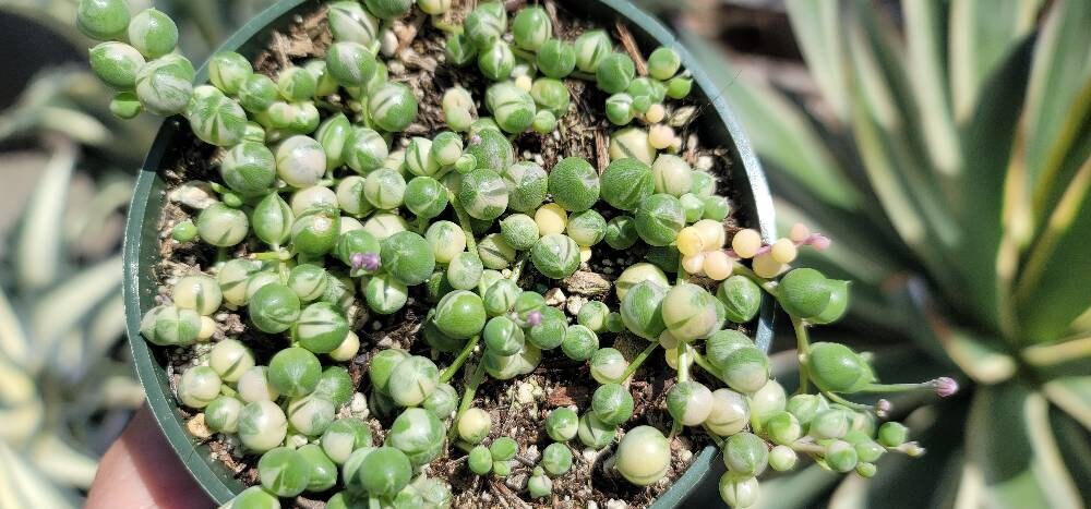 Variegated String of Pearls - 4" Full Cup