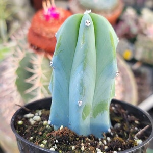 Myrtillocactus Geometrizans 4"