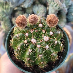 May include: A green cactus with brown fuzzy buds growing in a small brown pot. The cactus has many spines and is a popular houseplant.